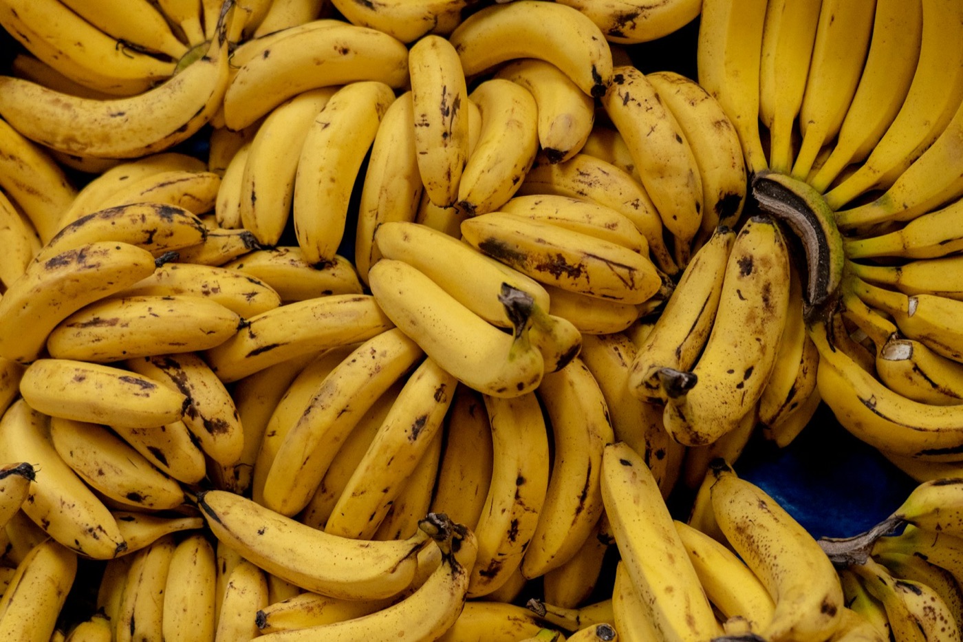 Monte de bananas pequenas e maduras, amarelas com pintas marrons